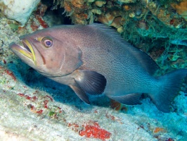 Yellowmouth Grouper IMG 9426